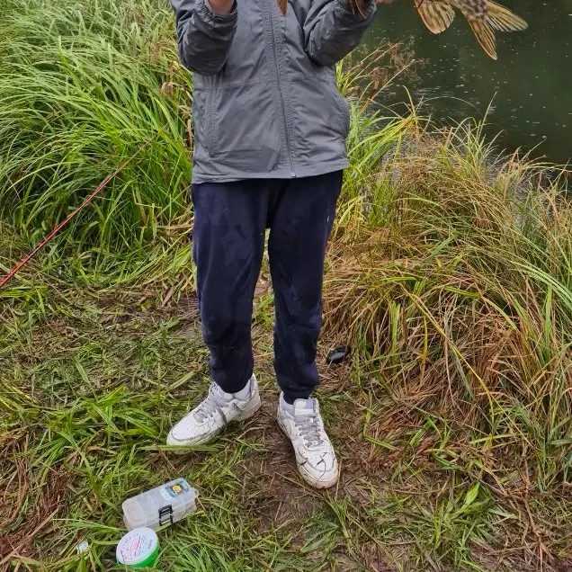 Northern pike caught on Fishbrain
