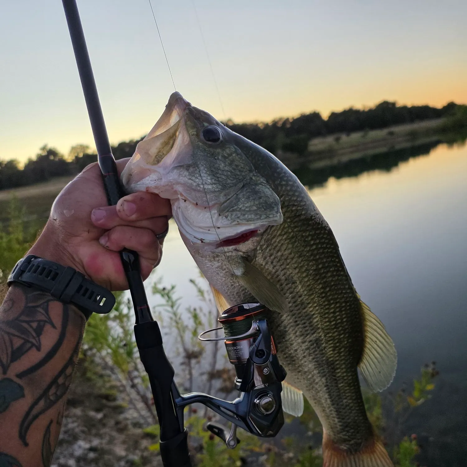 Largemouth bass caught on Fishbrain