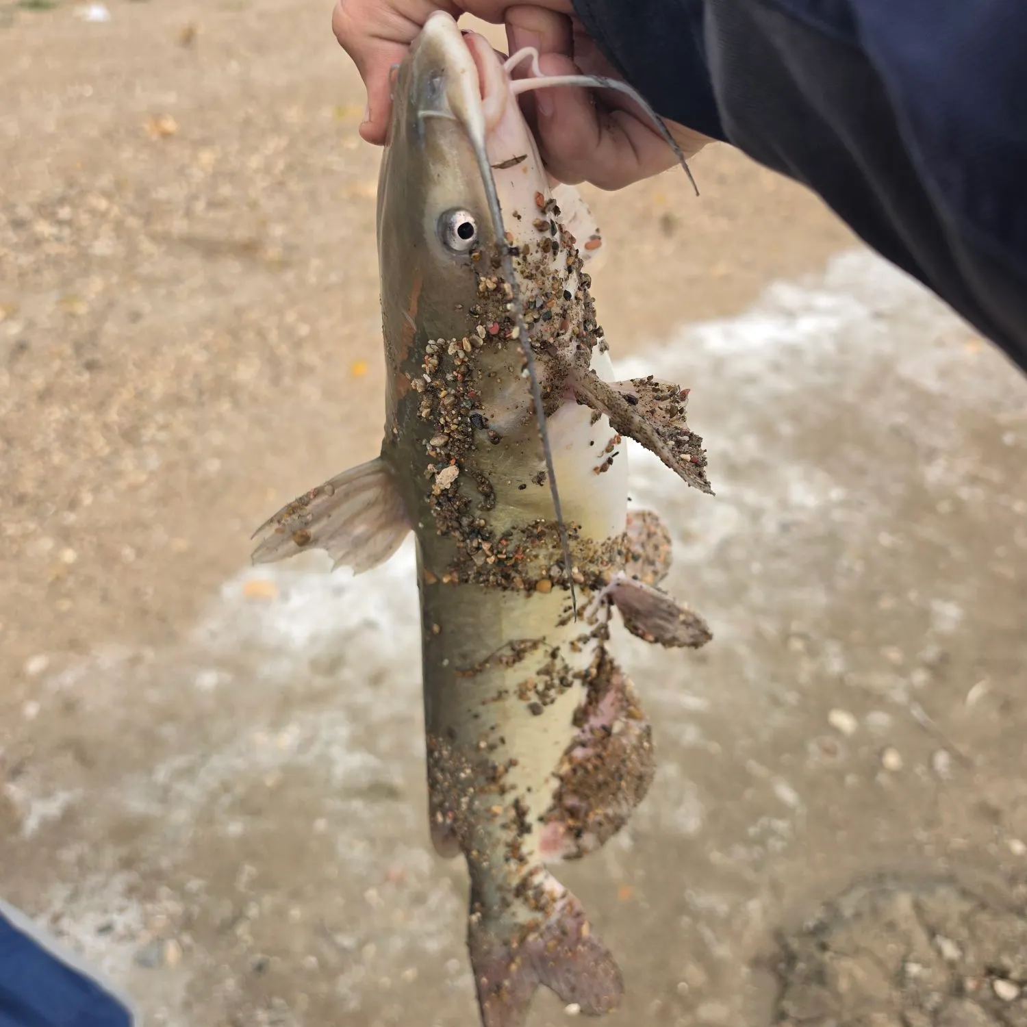 Channel catfish caught on Fishbrain