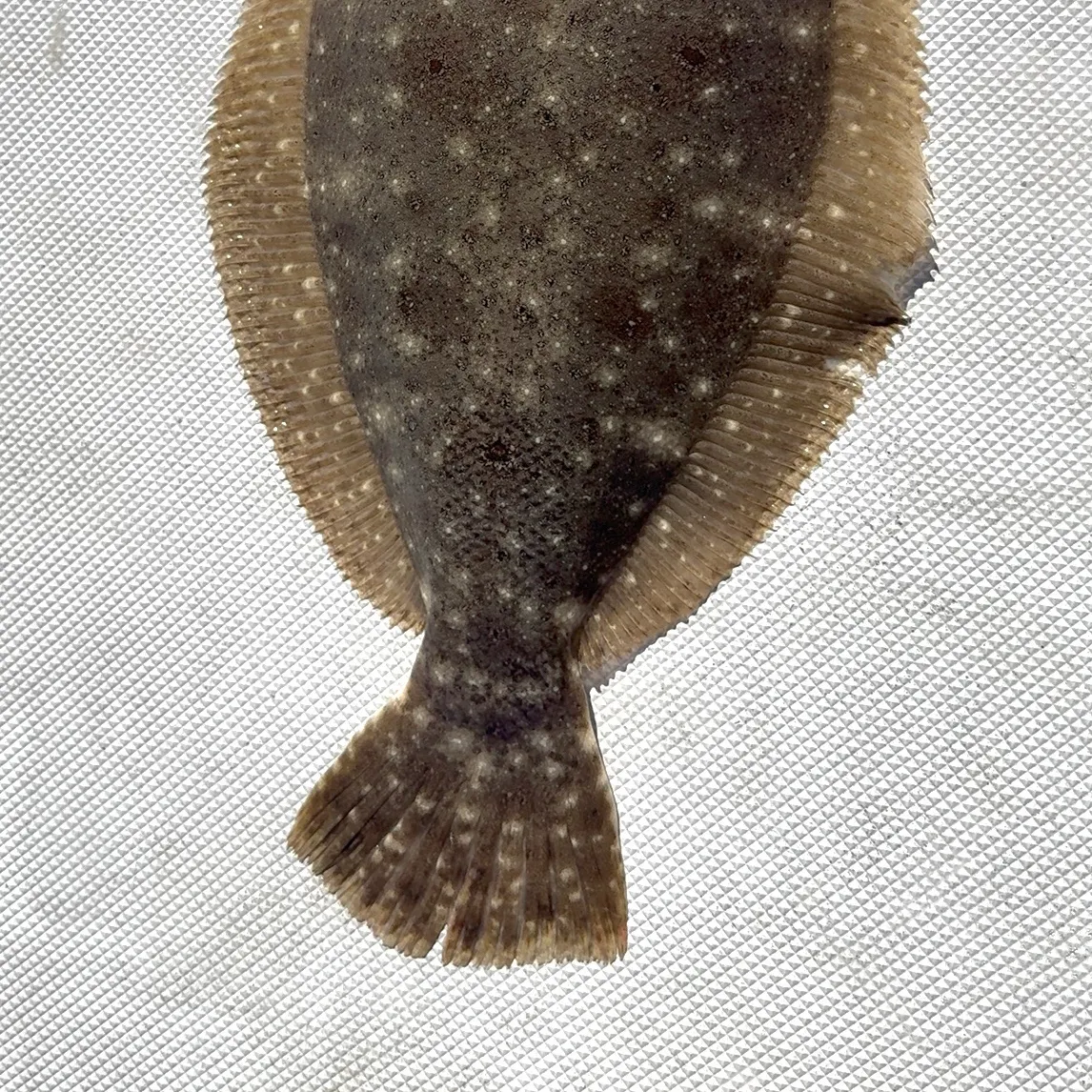 The most recent Gulf flounder catches on Fishbrain