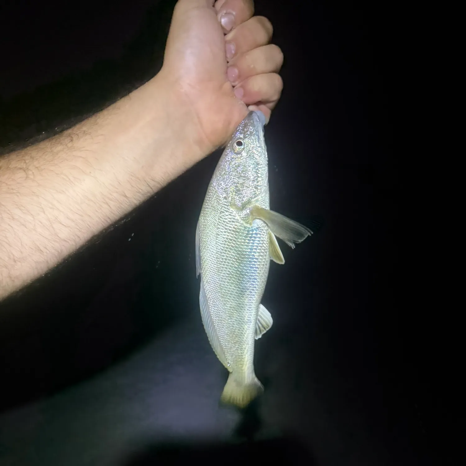 Southern kingcroaker caught on Fishbrain