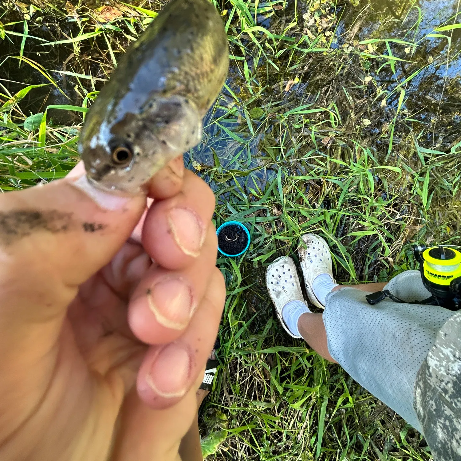 Fish caught on Fishbrain