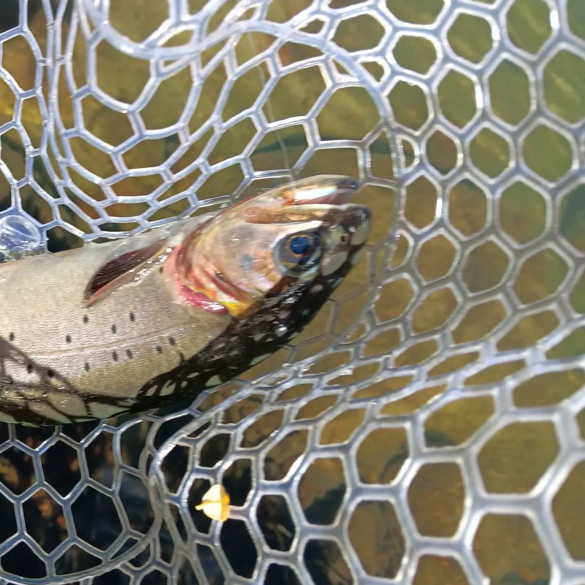 Cutthroat trout caught on Fishbrain