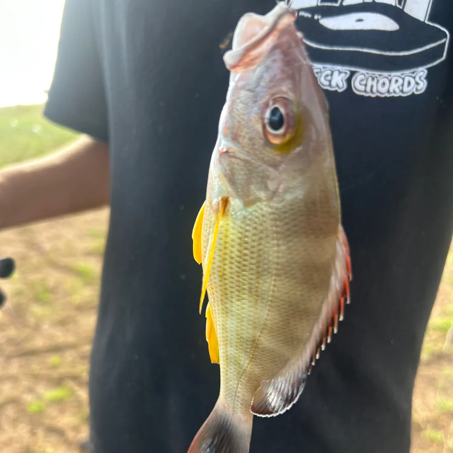 The most recent Blacktail snapper catches on Fishbrain