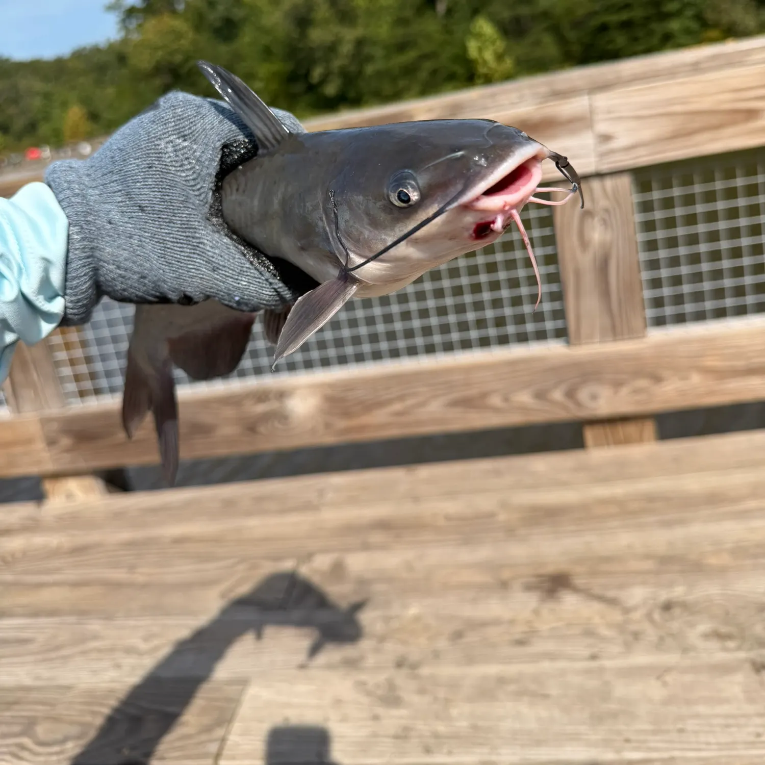 Channel catfish caught on Fishbrain