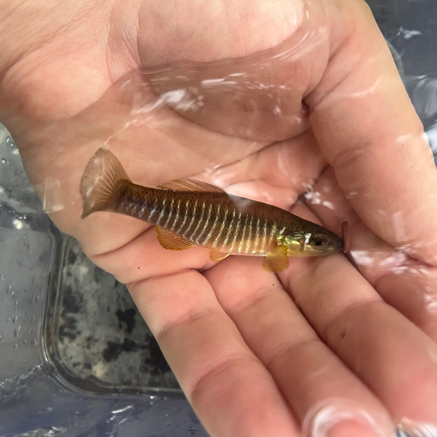 The most recent Banded killifish catches on Fishbrain