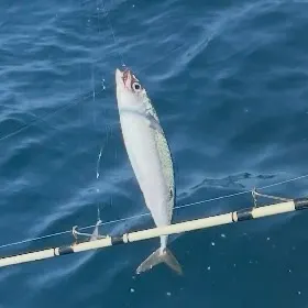 Bluefish caught on Fishbrain