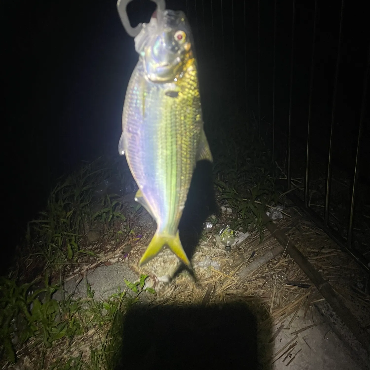 The most recent Dotted gizzard shad catches on Fishbrain