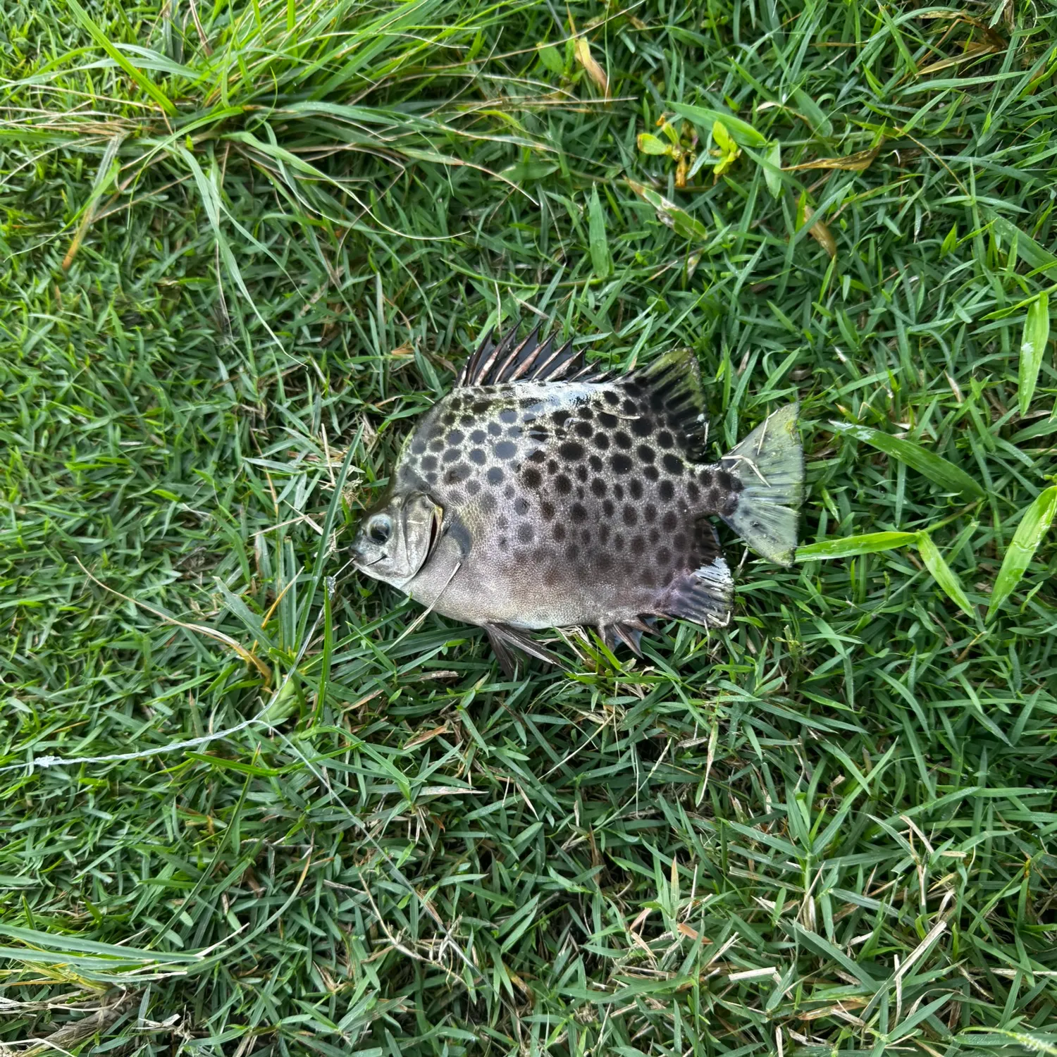 The most recent Spotted scat catches on Fishbrain