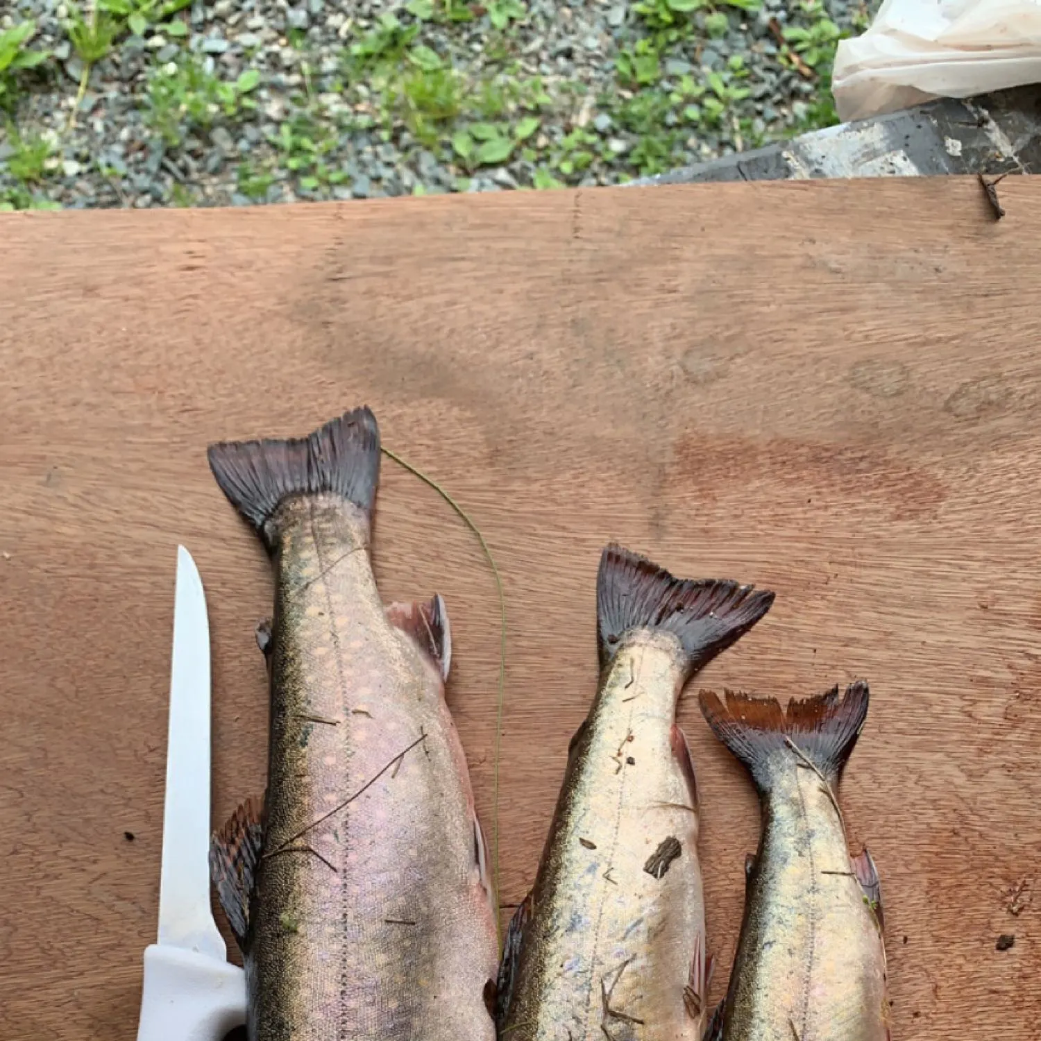recently logged catches