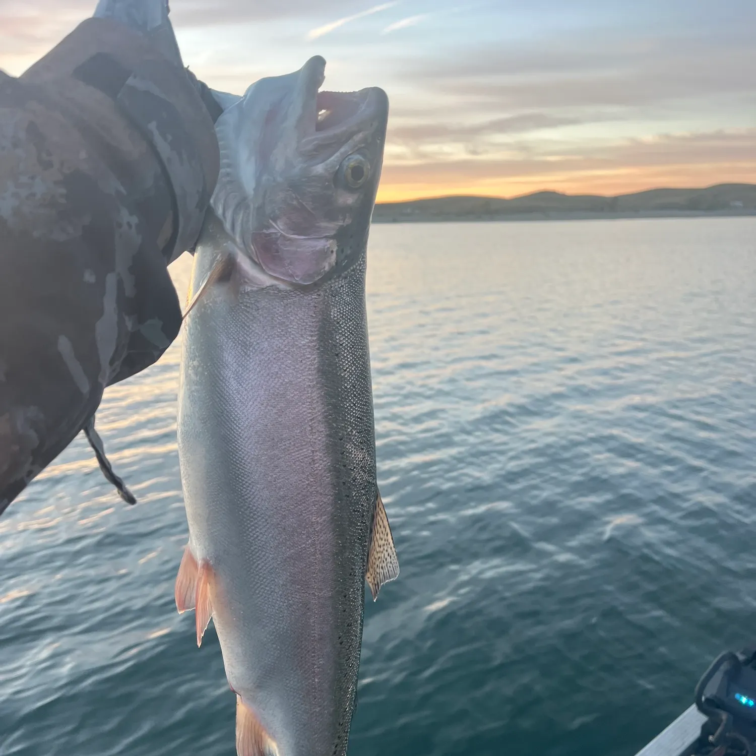 Rainbow trout caught on Fishbrain
