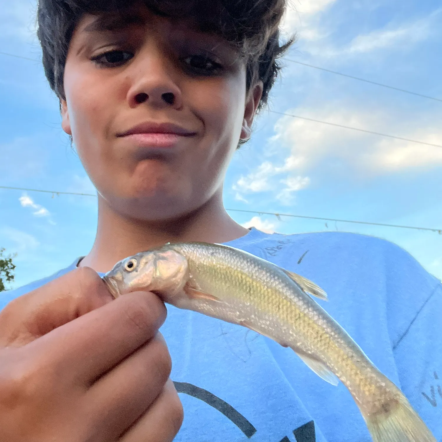 Creek chub caught on Fishbrain