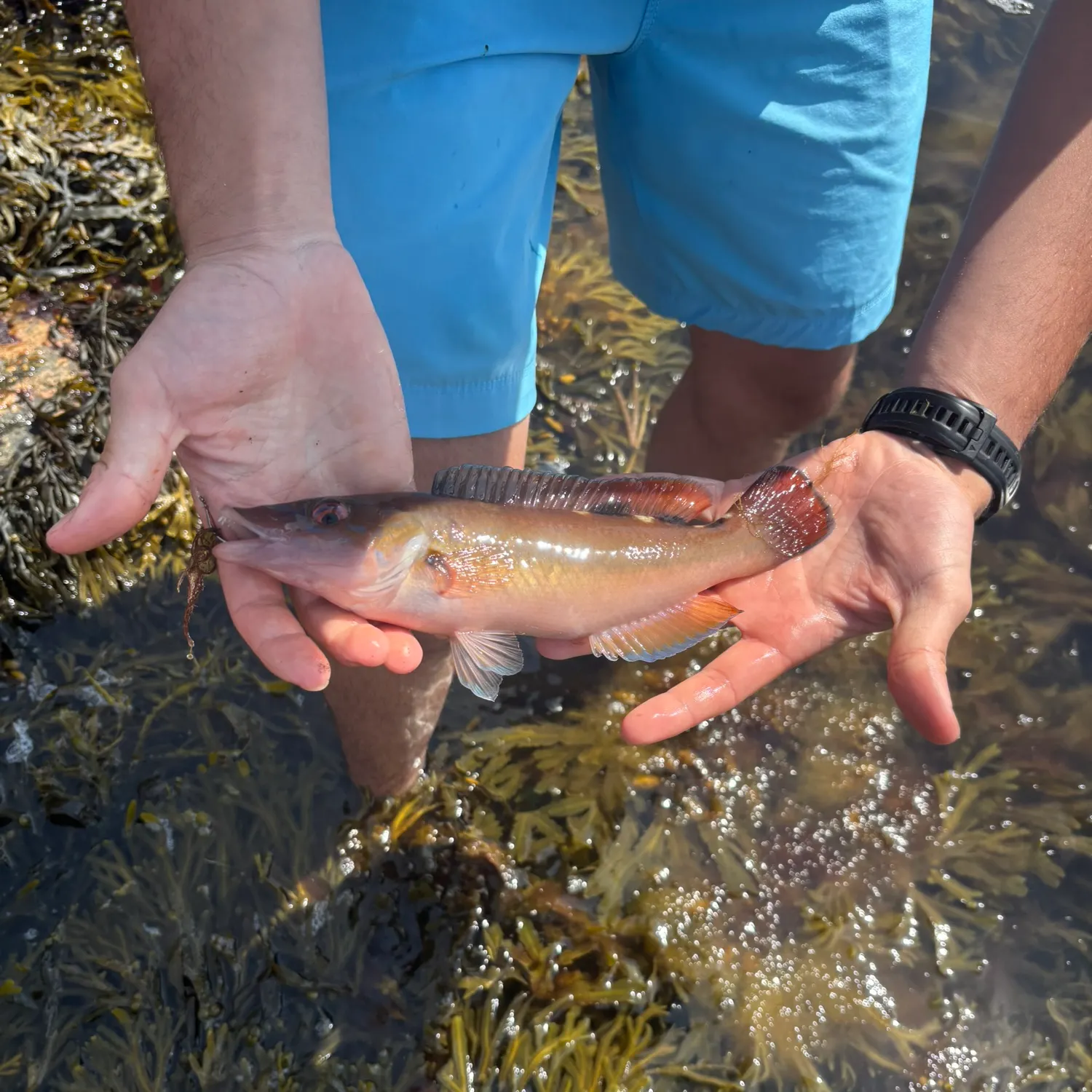 The most recent Cuckoo wrasse catches on Fishbrain
