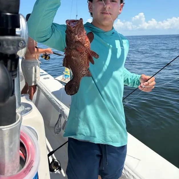 The most recent Graysby grouper catches on Fishbrain