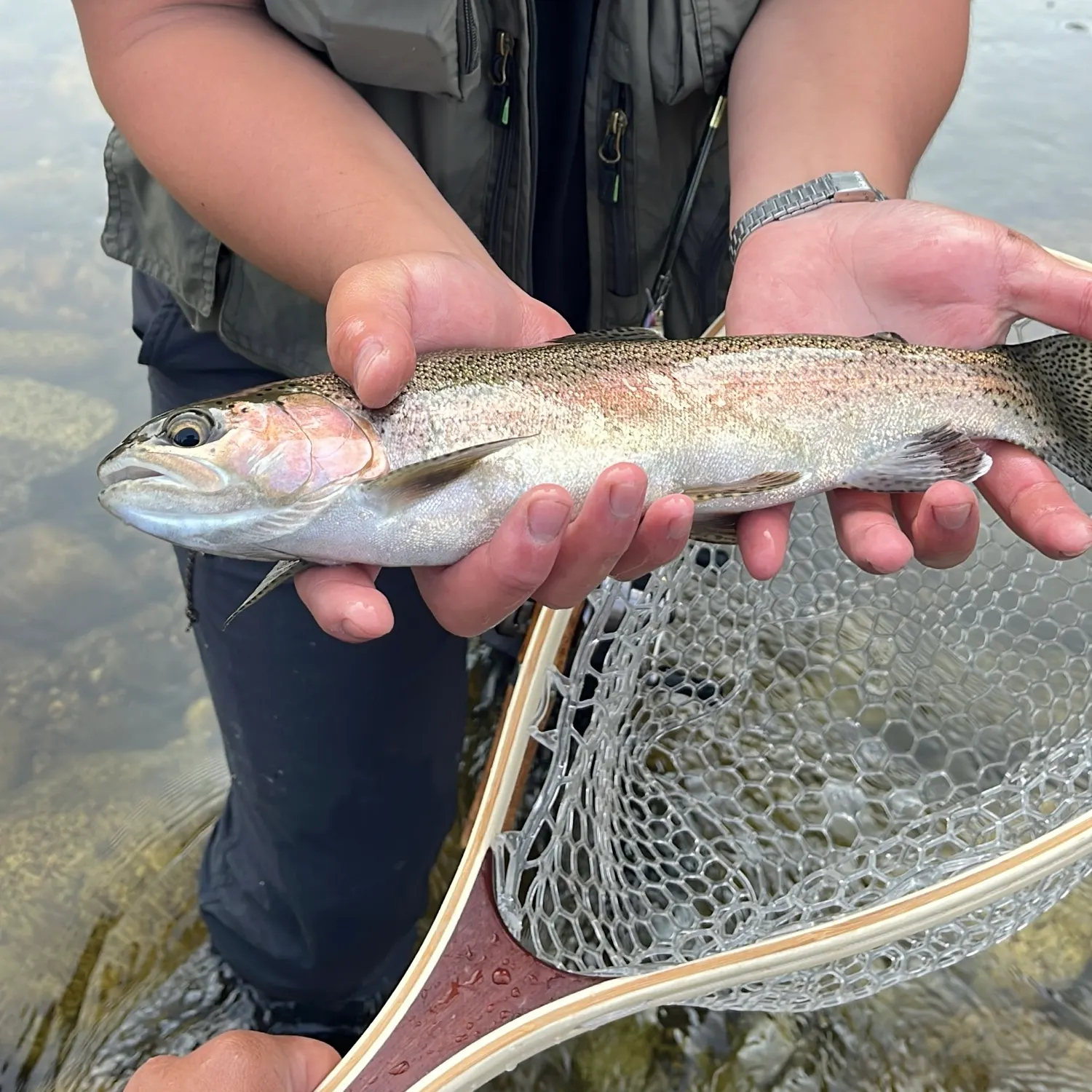 Rainbow trout caught on Fishbrain
