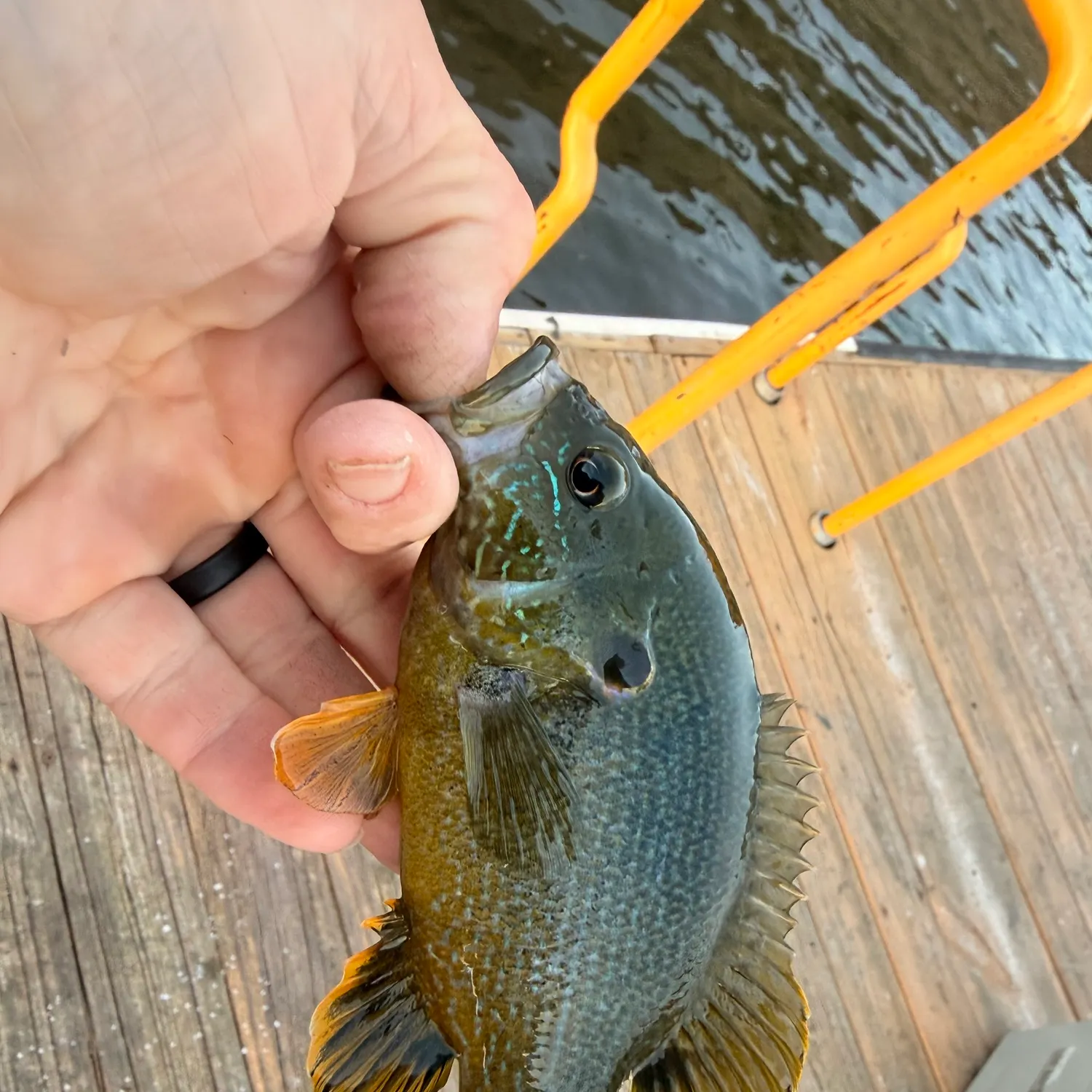 Greengill hybrid caught on Fishbrain