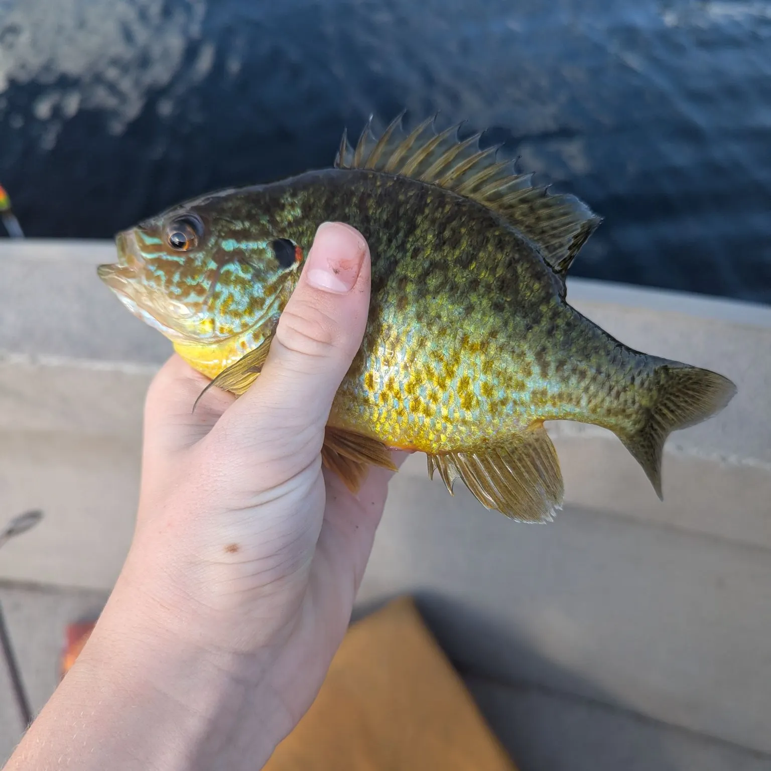 Pumpkinseed caught on Fishbrain