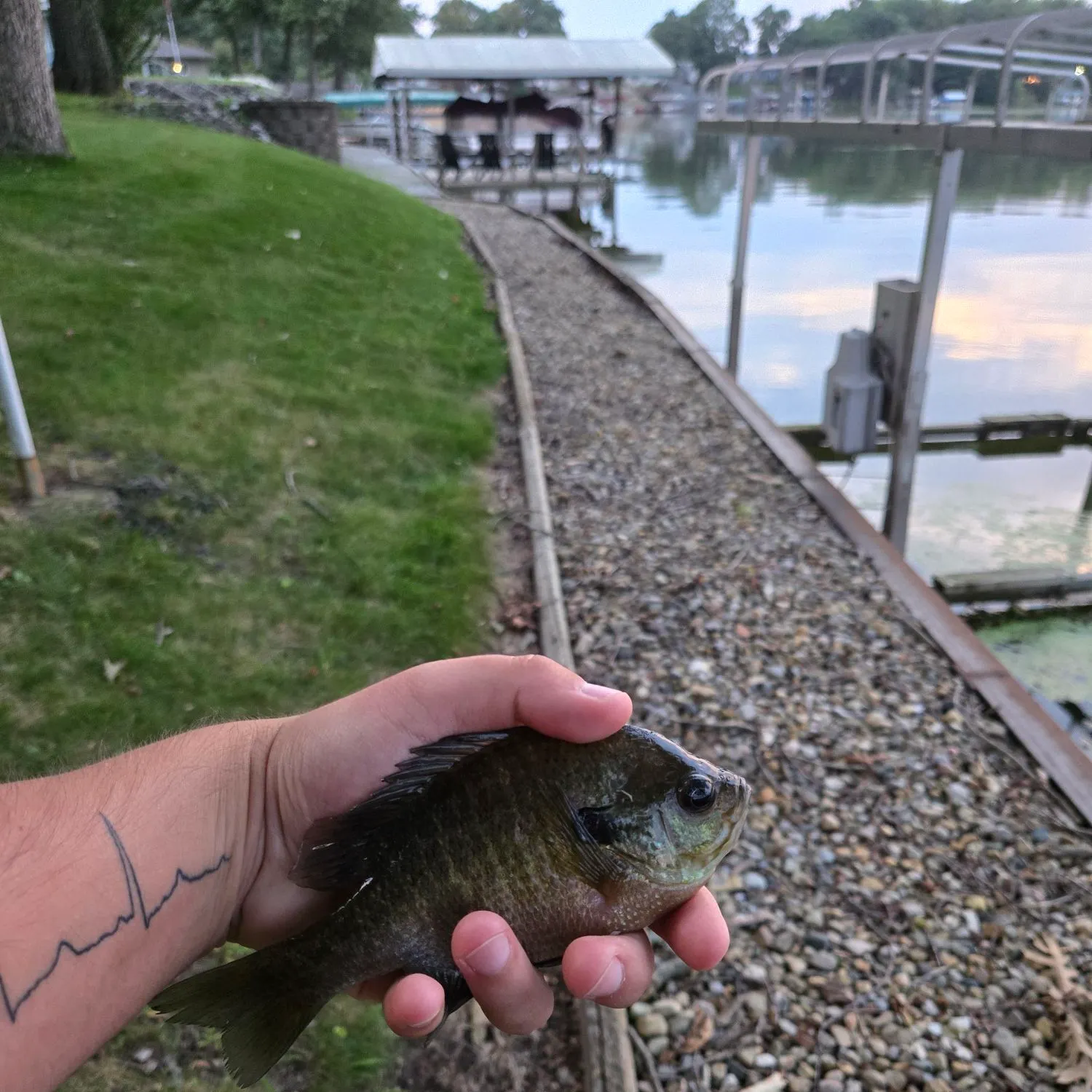 Bluegill caught on Fishbrain