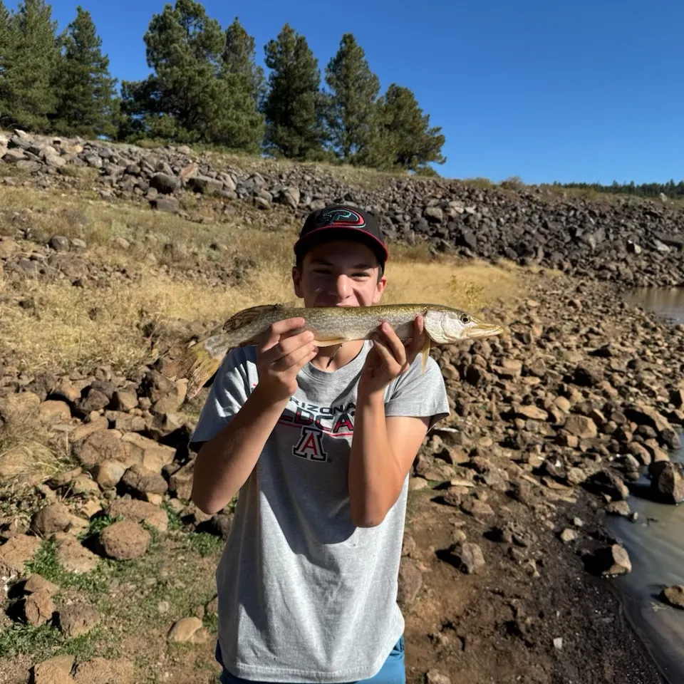 Northern pike caught on Fishbrain