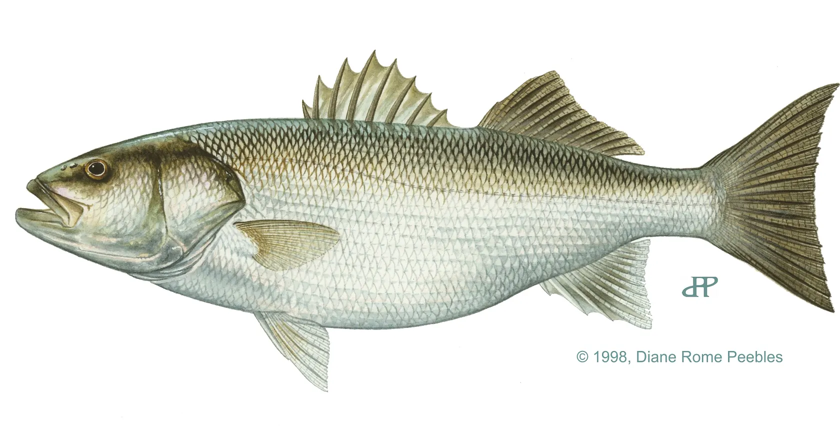 European seabass