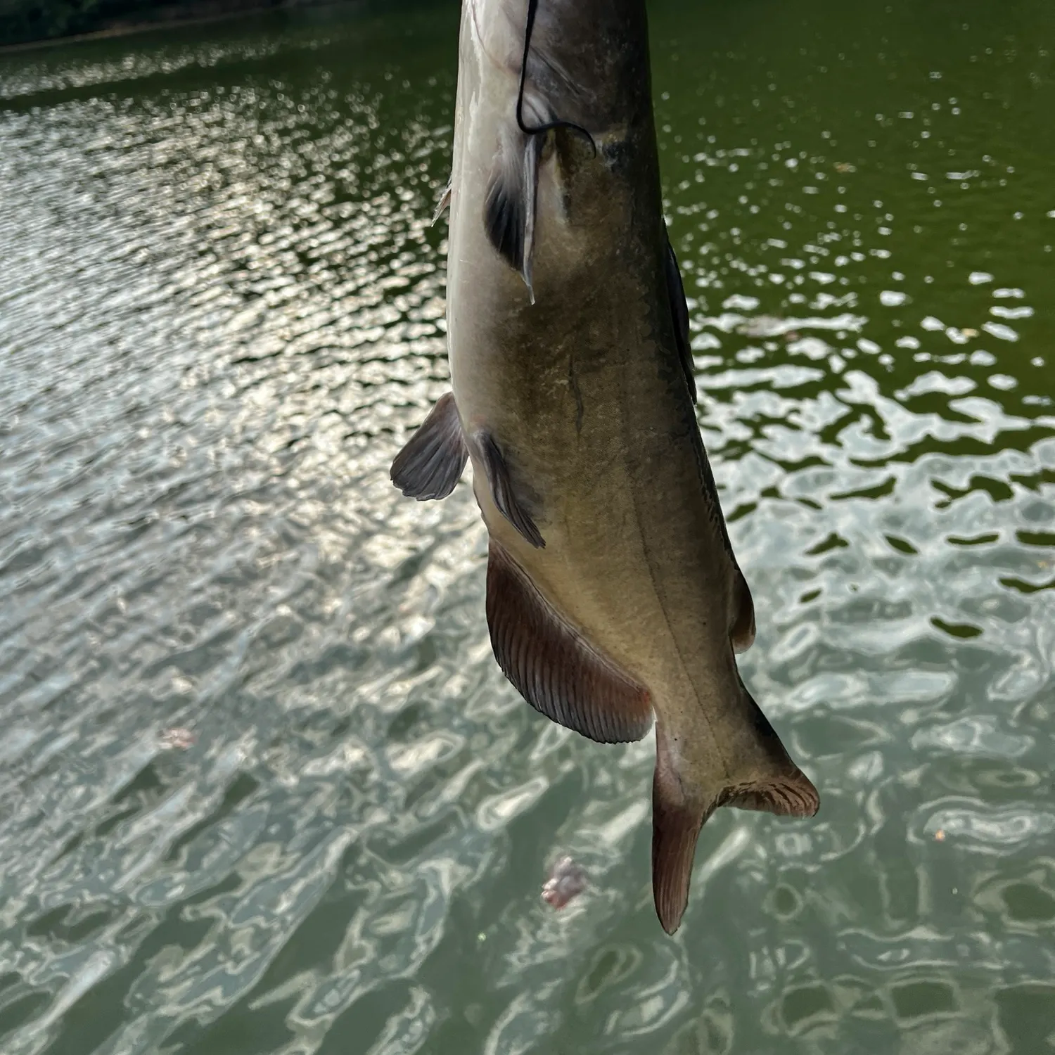 The most recent Channel catfish catches on Fishbrain