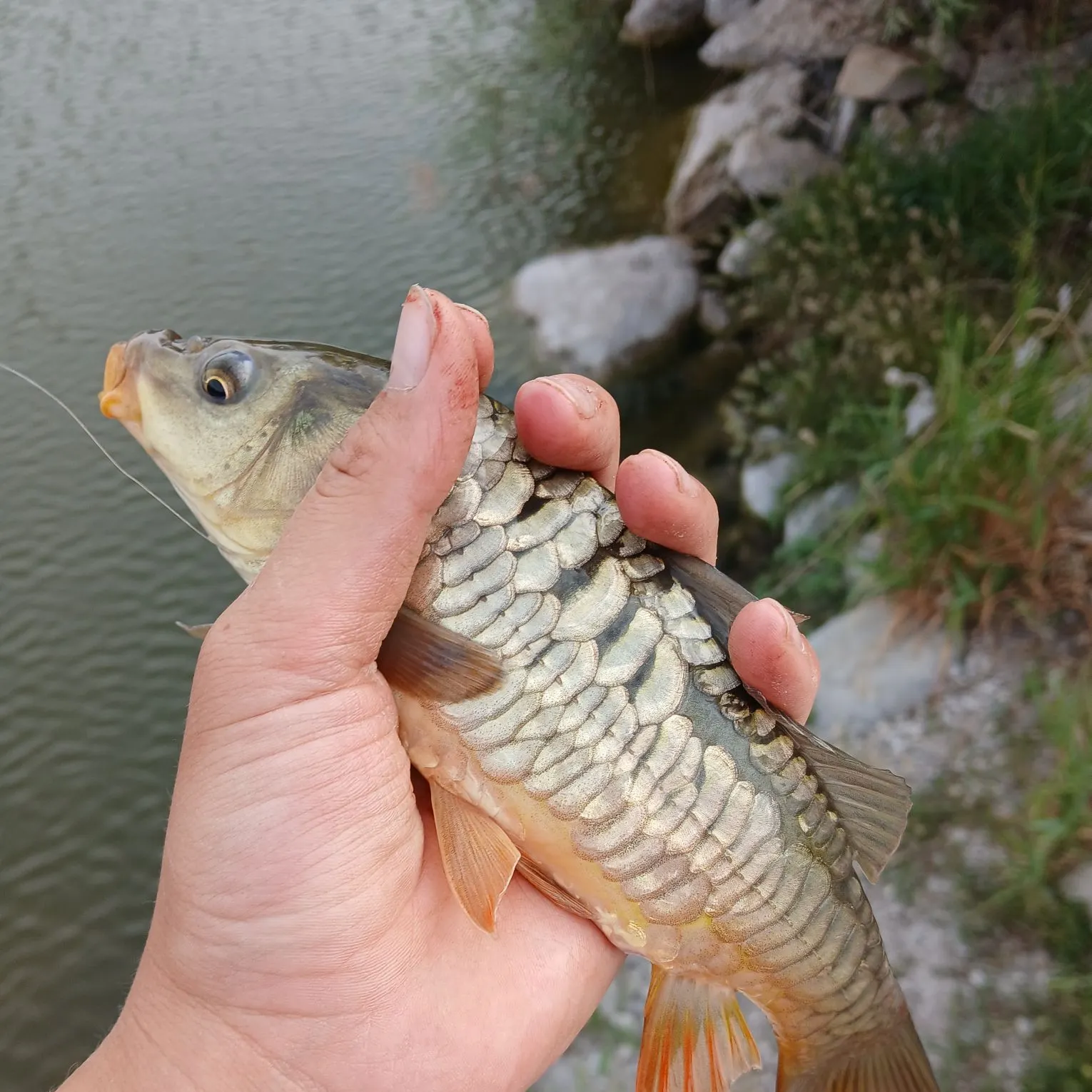 The most recent Mirror carp catches on Fishbrain