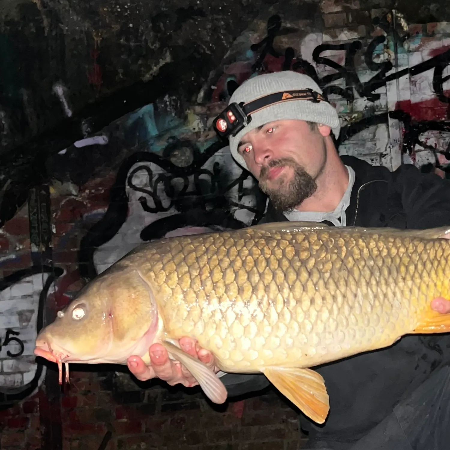 Common carp caught on Fishbrain