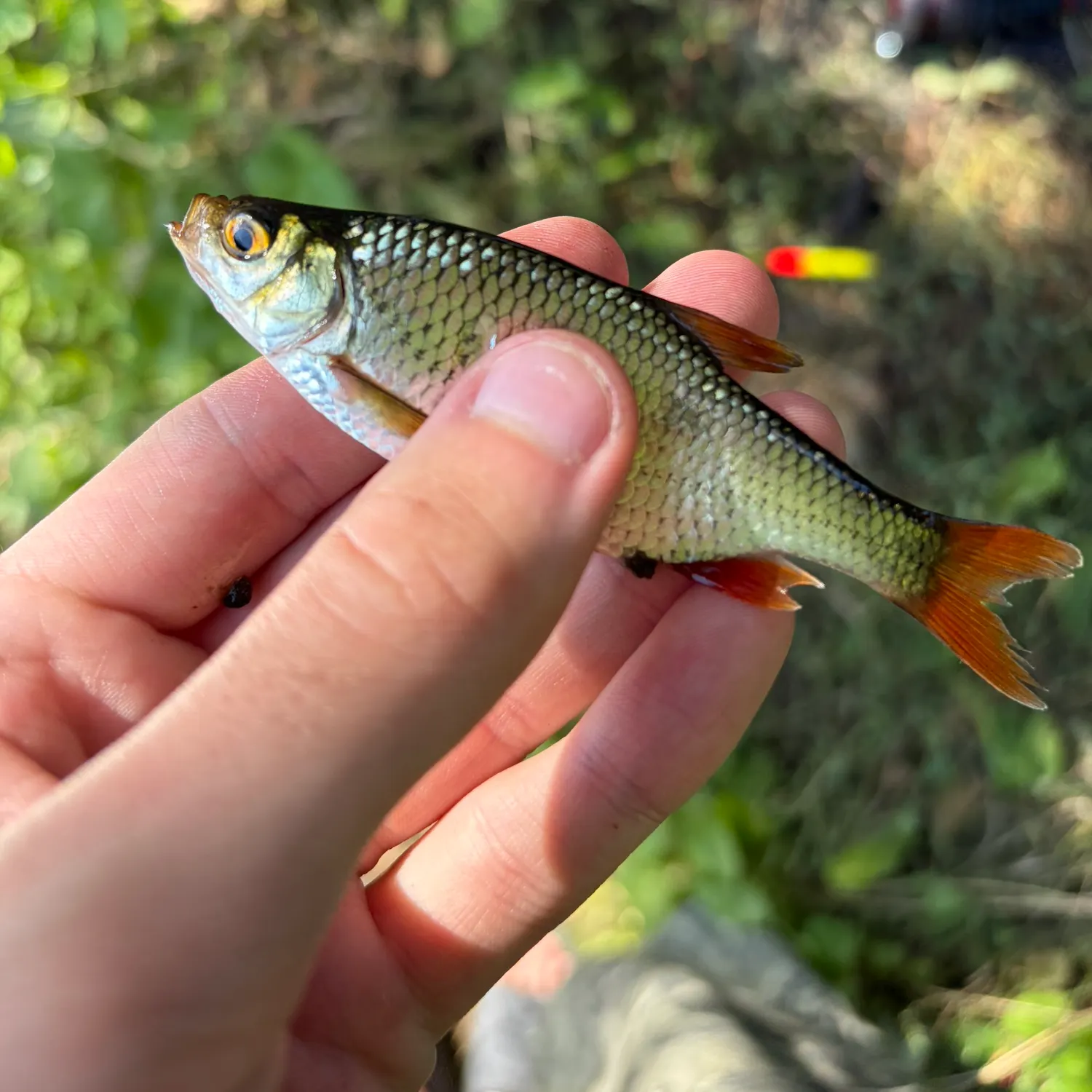 Common roach caught on Fishbrain