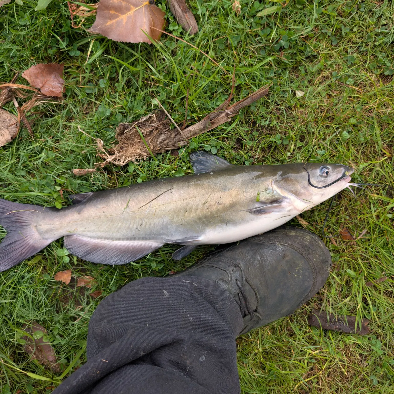 Blue catfish caught on Fishbrain