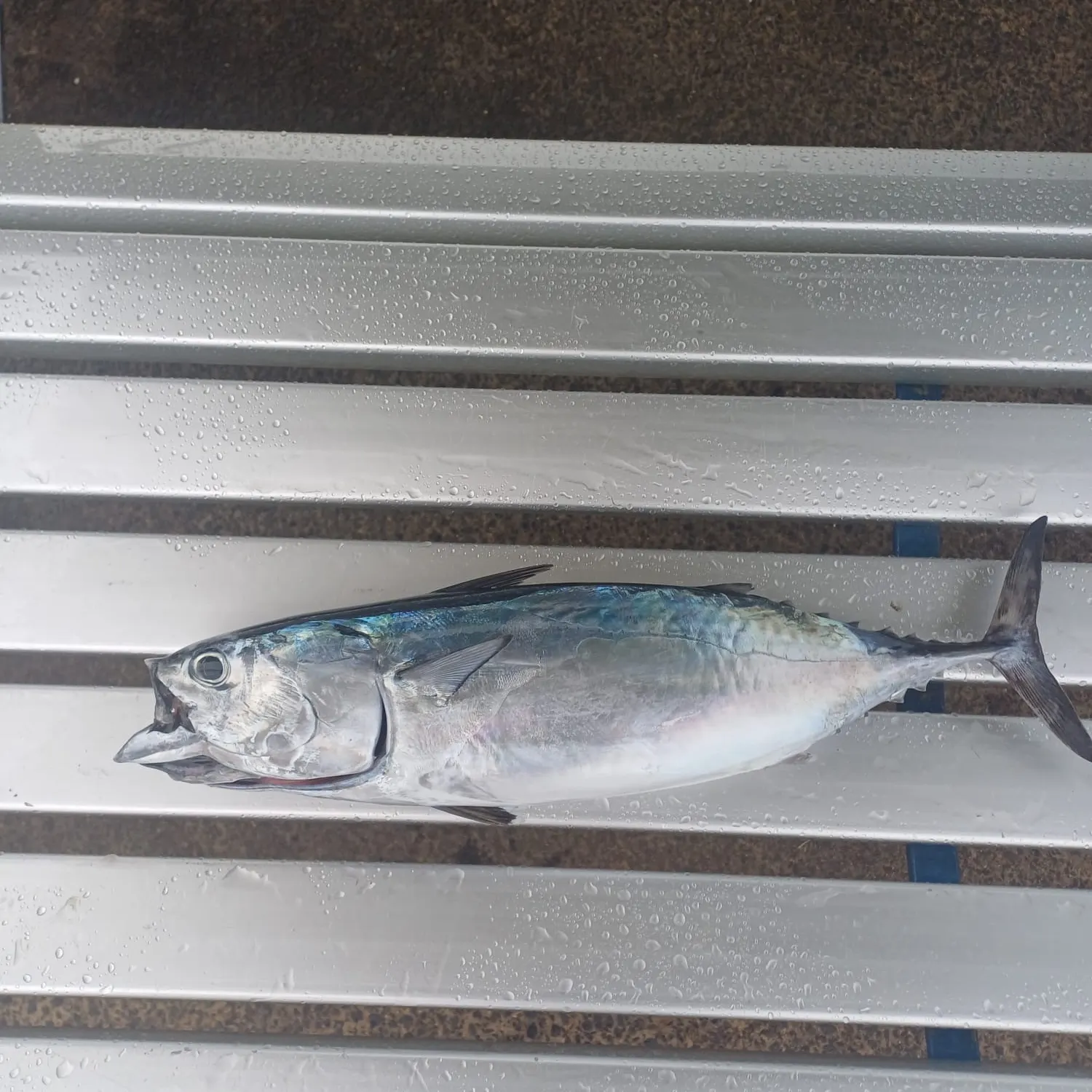 The most recent Frigate tuna catches on Fishbrain