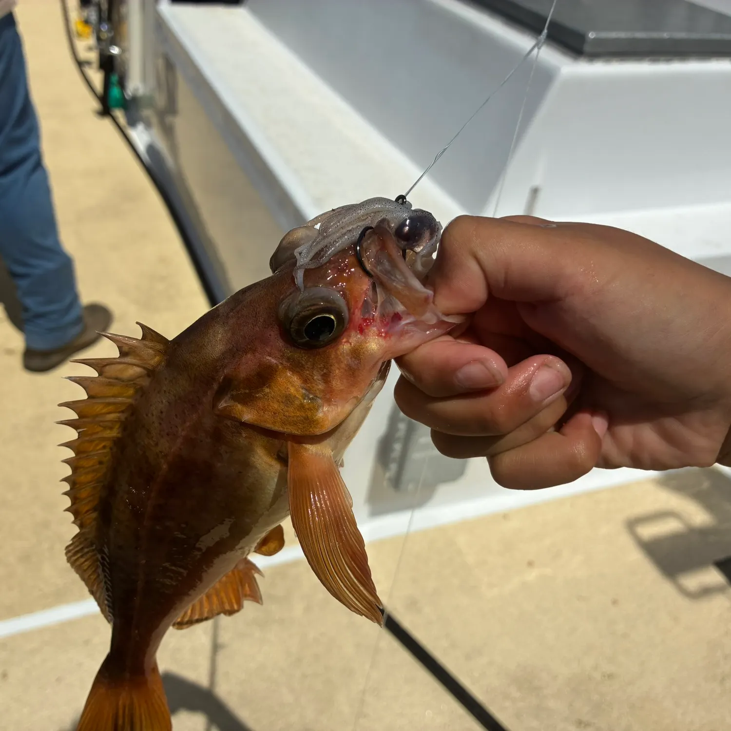 The most recent Brown rockfish catches on Fishbrain