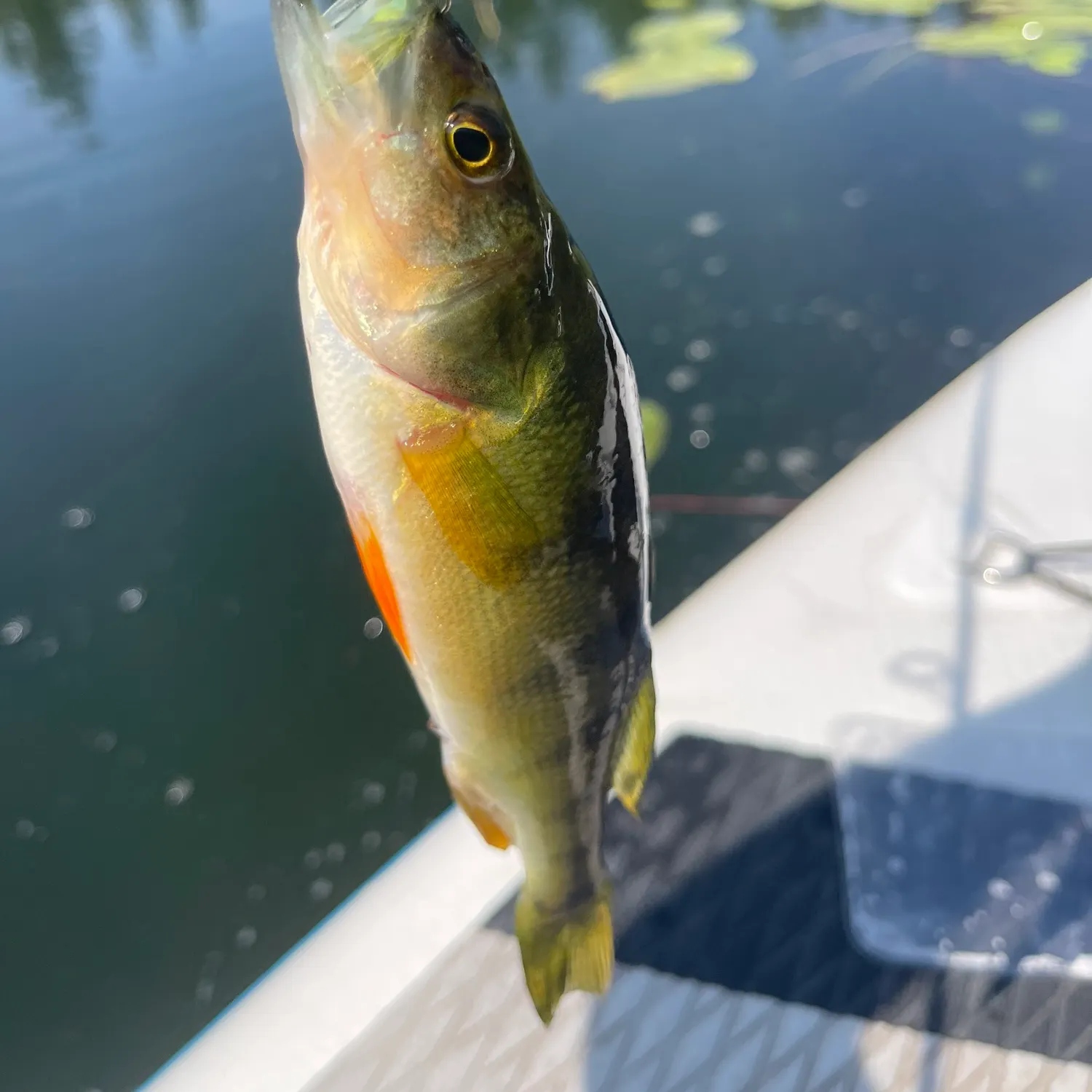 Yellow perch caught on Fishbrain