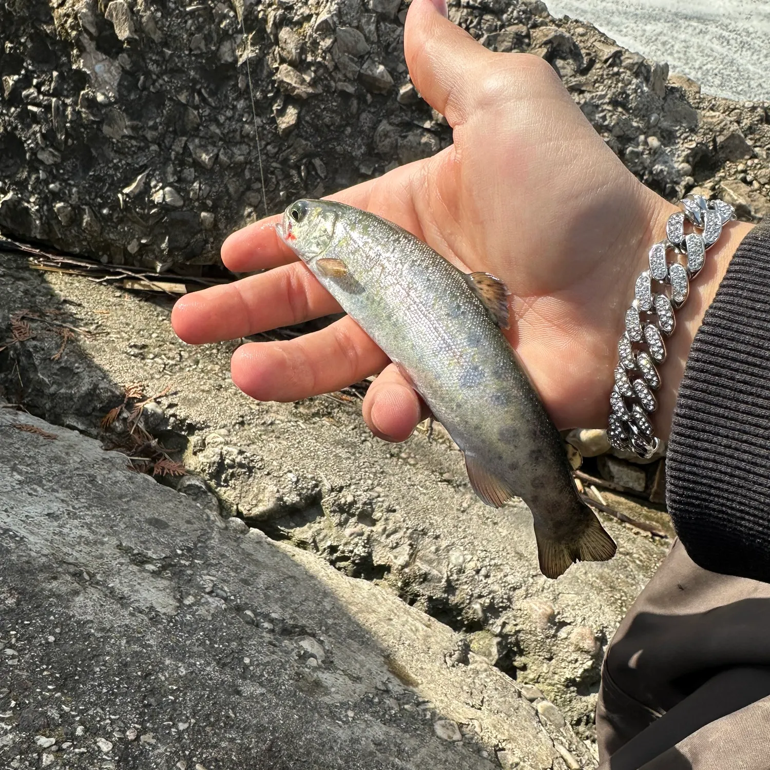 The most recent Coastal rainbow trout catches on Fishbrain