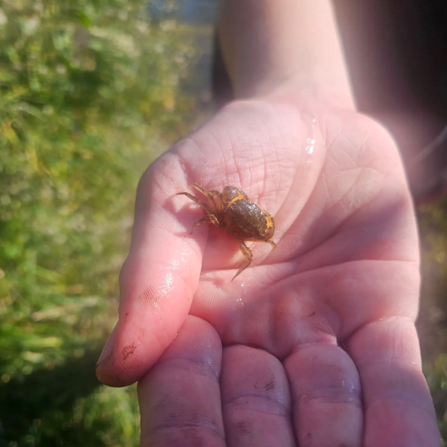 Mud fiddler crab caught on Fishbrain