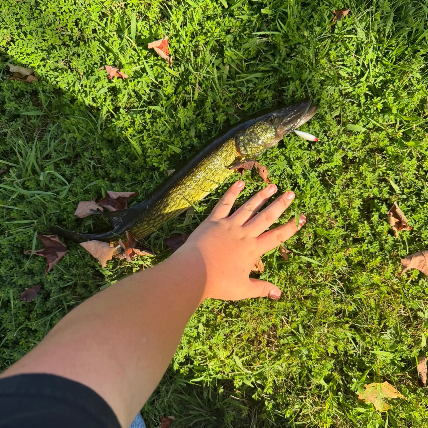 Fish caught on Fishbrain