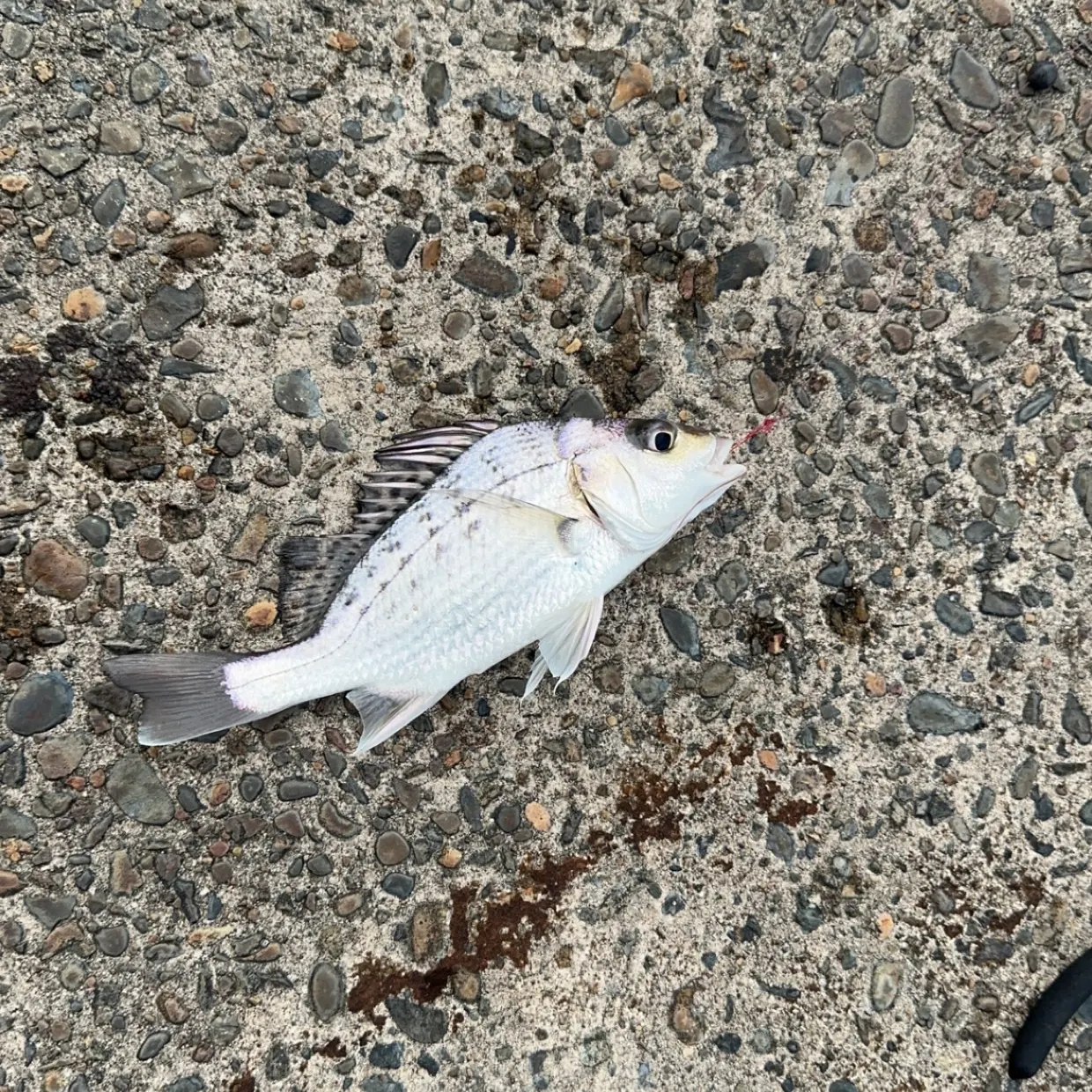 The most recent Javelin grunter catches on Fishbrain