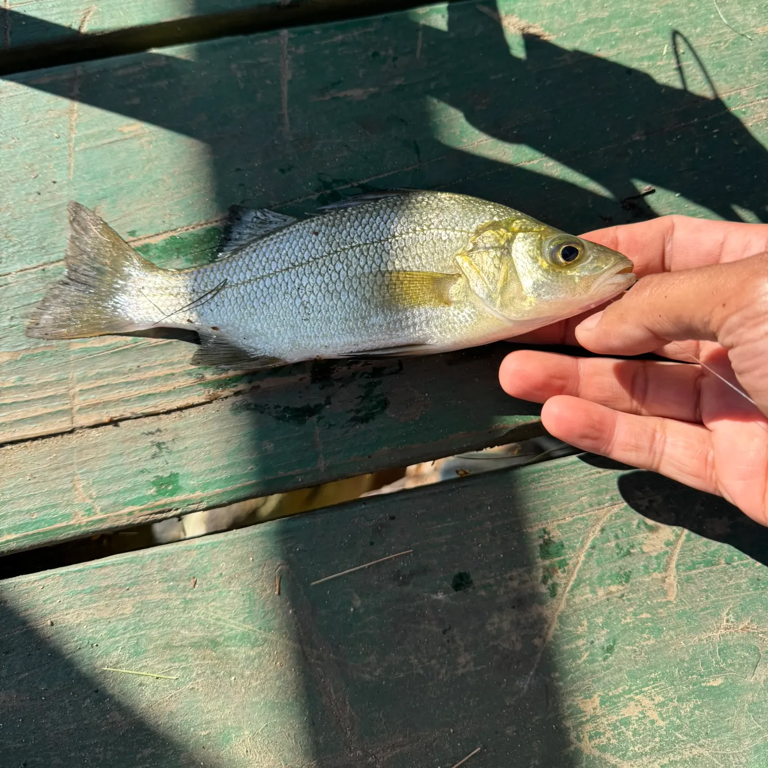 White perch caught on Fishbrain