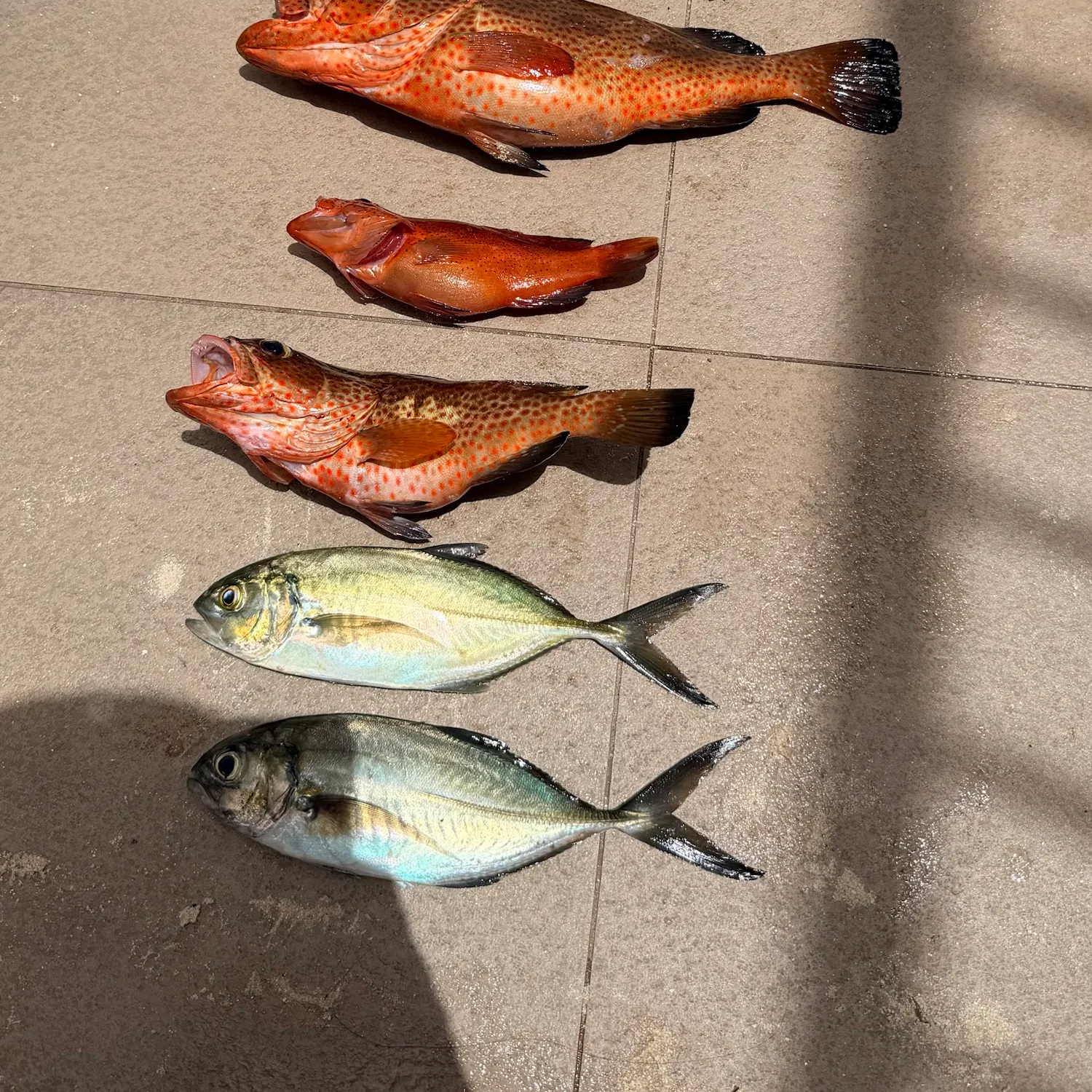 Red hind grouper caught on Fishbrain
