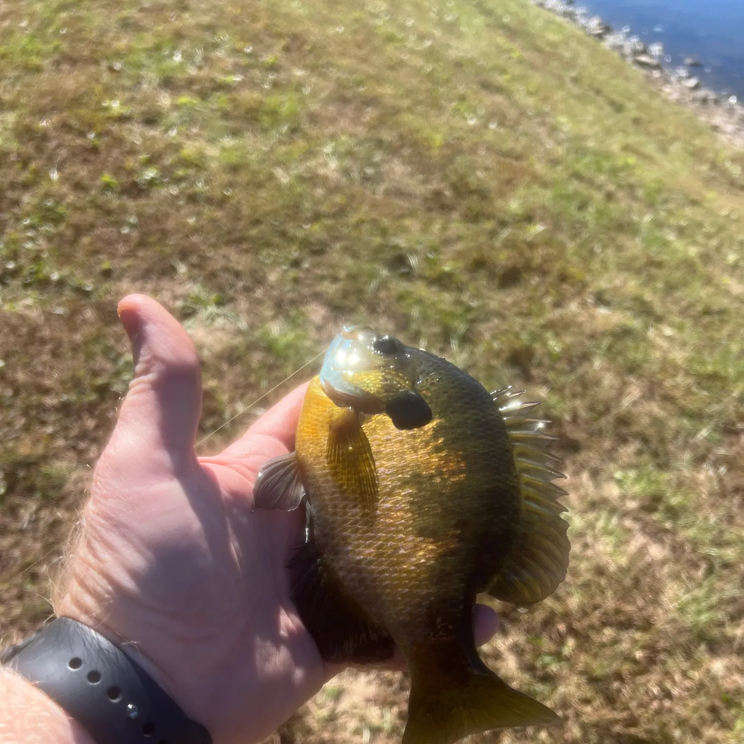 Bluegill caught on Fishbrain