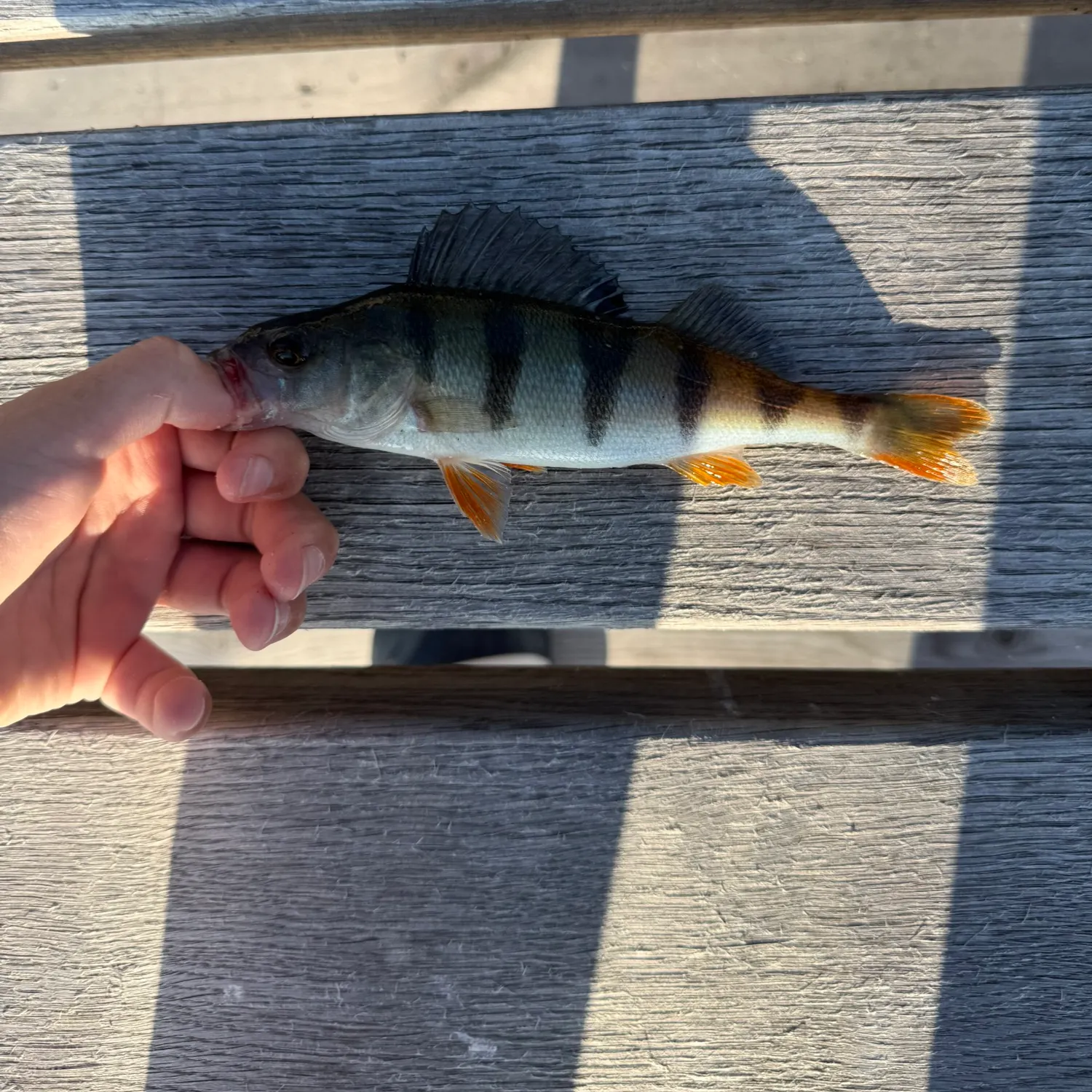 European perch caught on Fishbrain