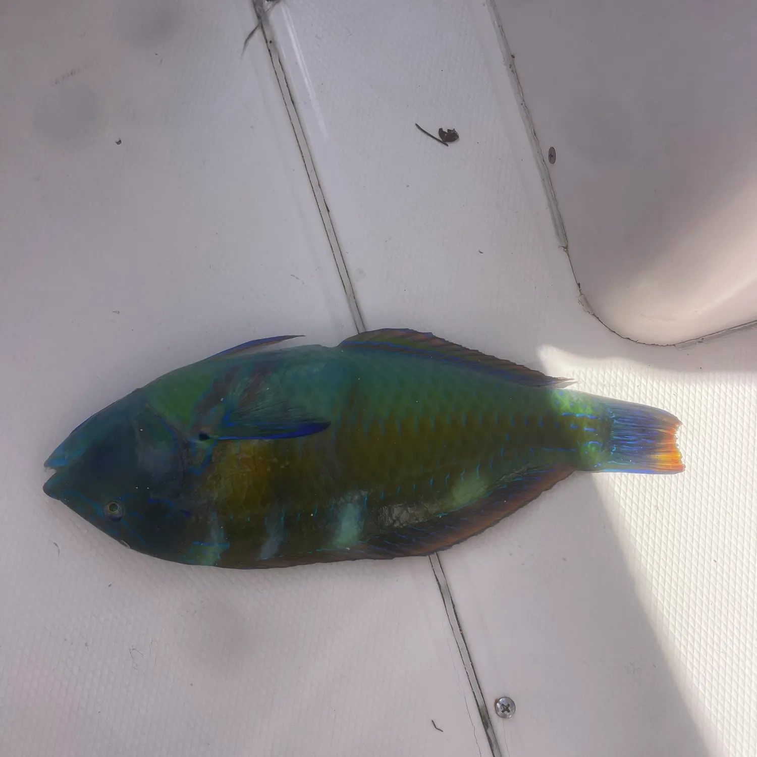 The most recent Common parrotfish catches on Fishbrain