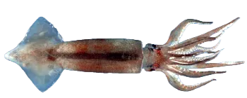 Northern shortfin squid
