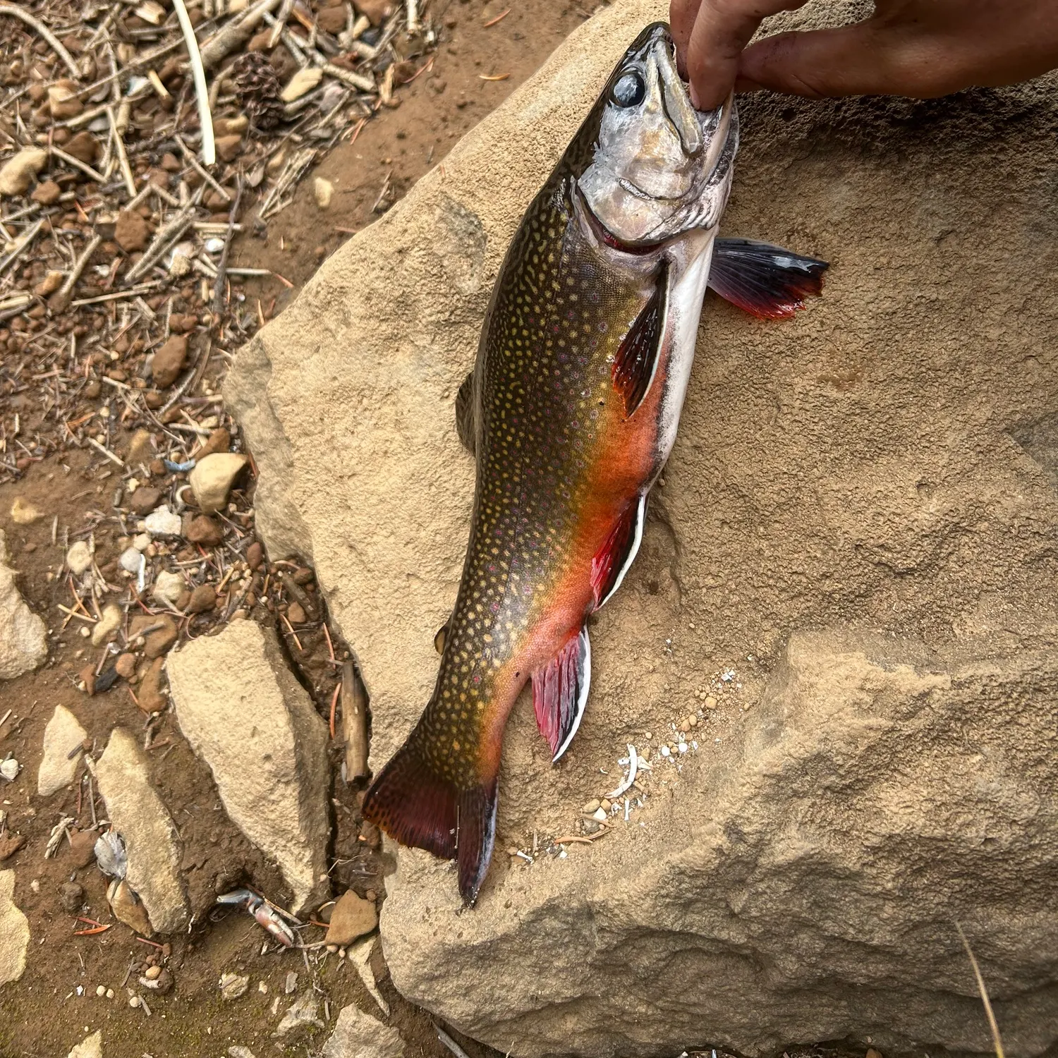 Brook trout caught on Fishbrain