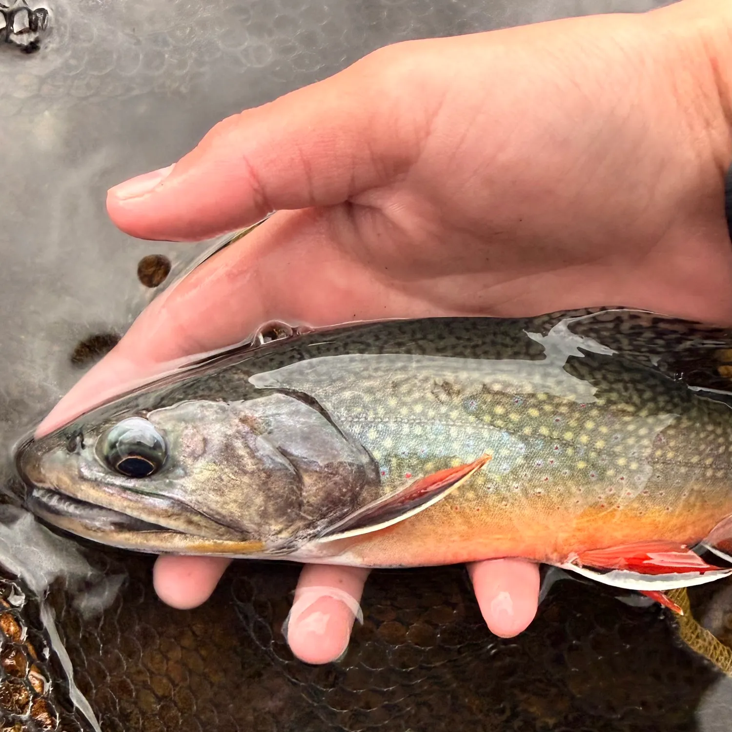 Brook trout caught on Fishbrain