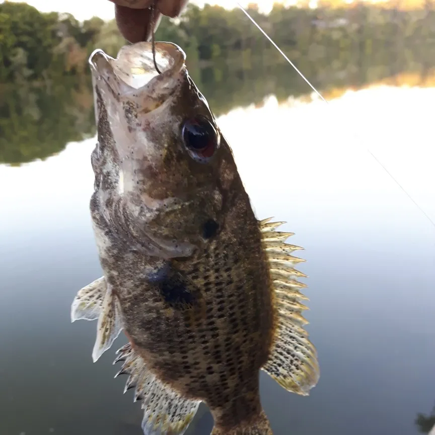 angler catch