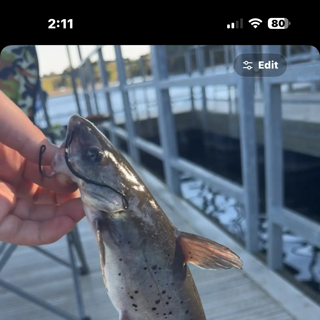 Channel catfish caught on Fishbrain