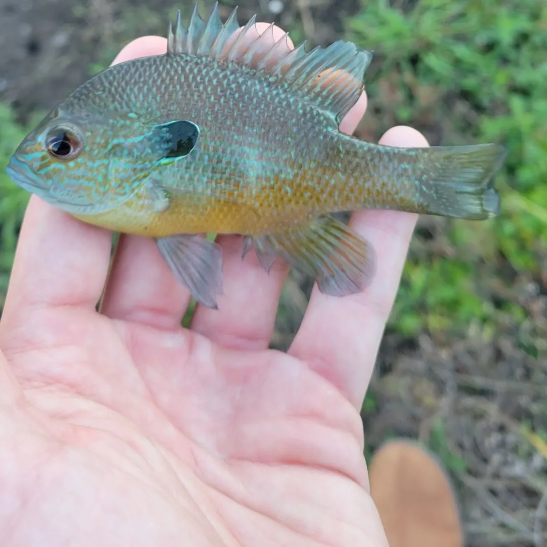 The most recent Plains longear sunfish catches on Fishbrain