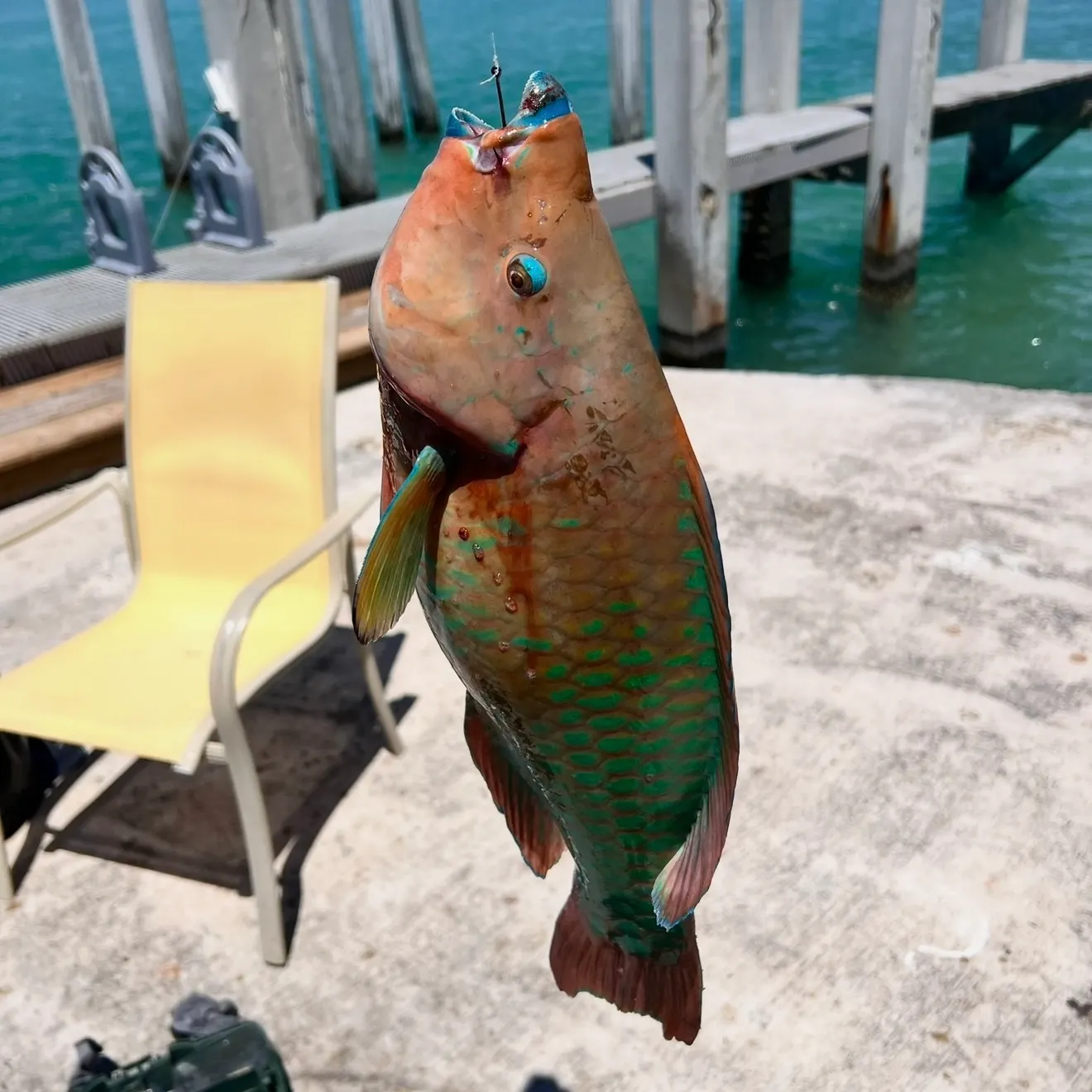 The most recent Rainbow parrotfish catches on Fishbrain