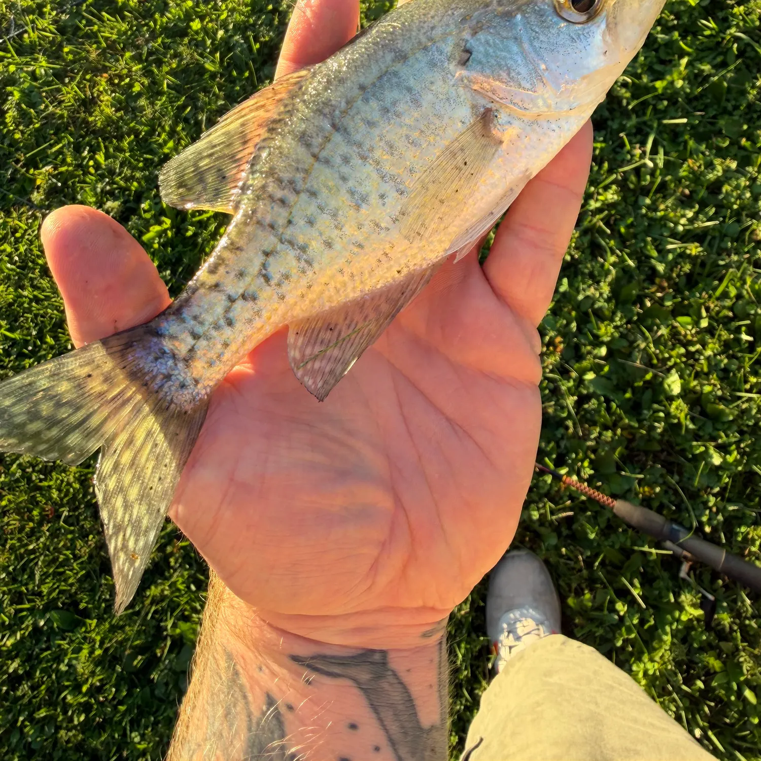 White crappie caught on Fishbrain