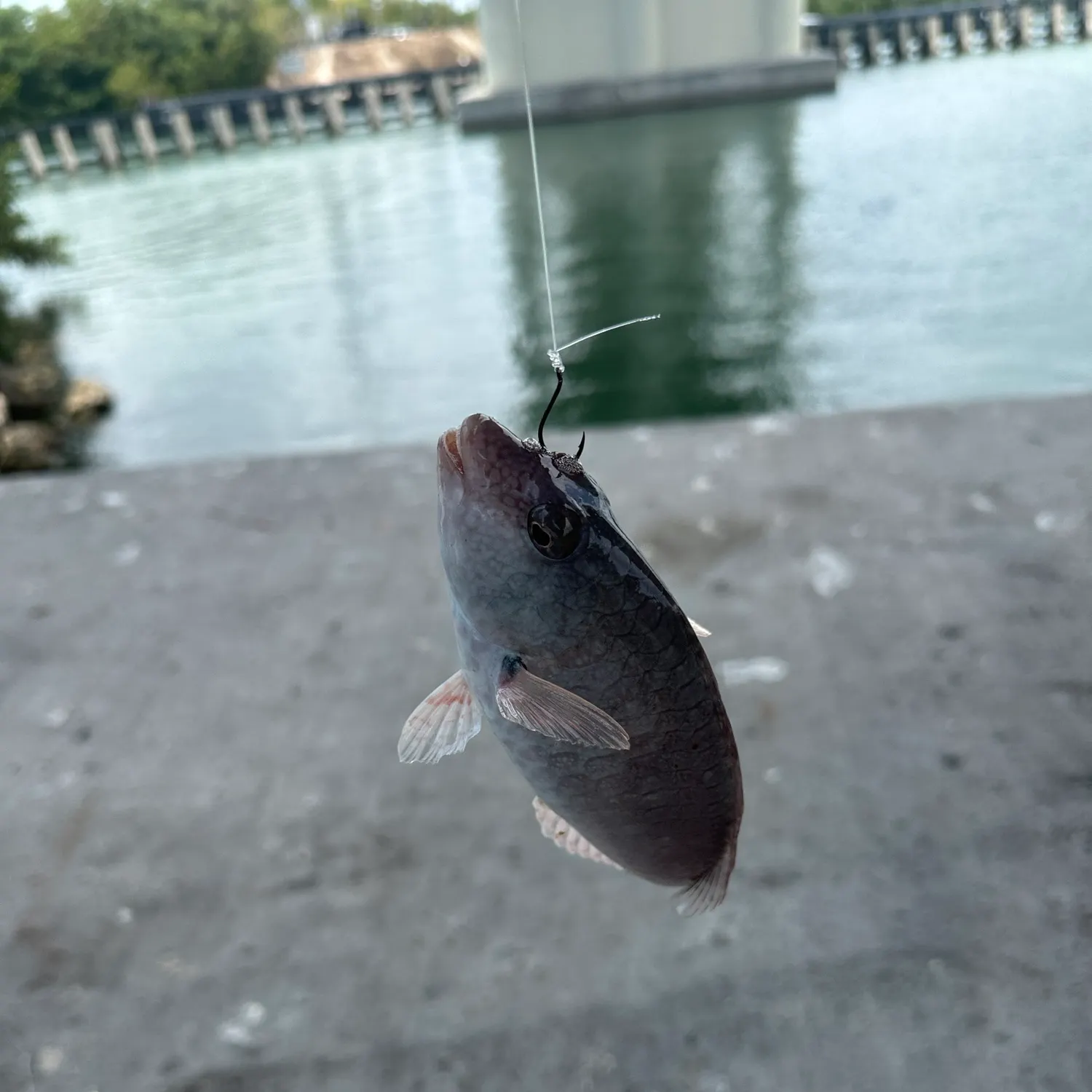 The most recent Japanese parrotfish catches on Fishbrain